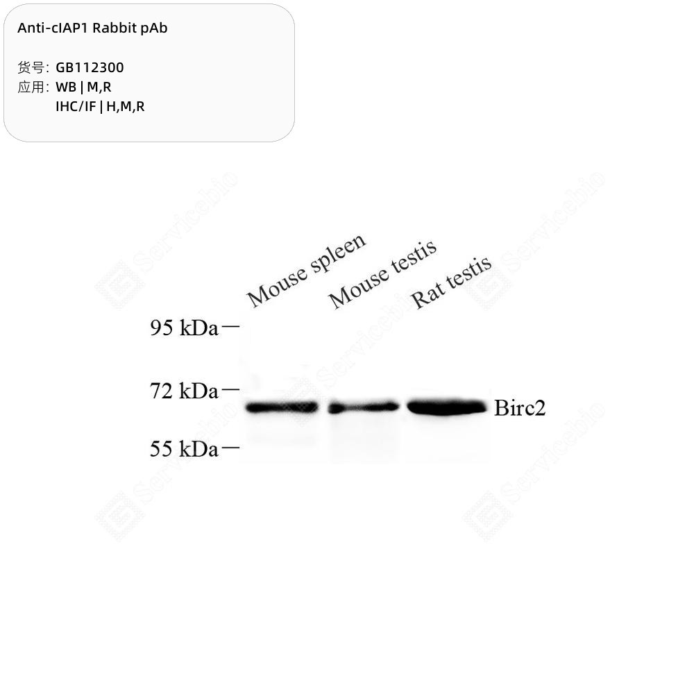 Anti-cIAP1 Rabbit pAb