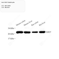 Anti-FSP27 Rabbit pAb
