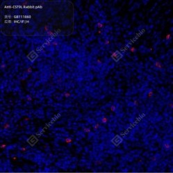 Anti-CST9L Rabbit pAb
