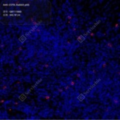Anti-CST9L Rabbit pAb