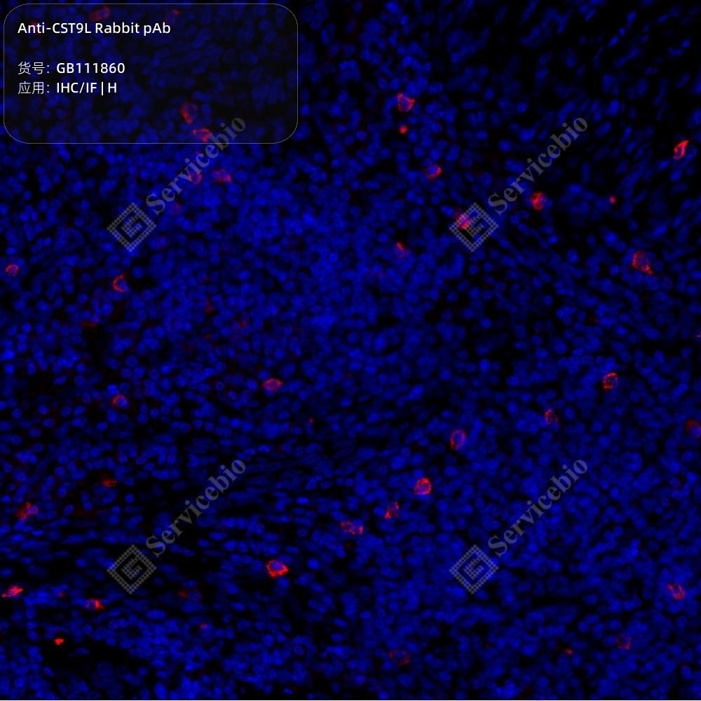 Anti-CST9L Rabbit pAb