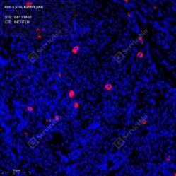 Anti-CST9L Rabbit pAb
