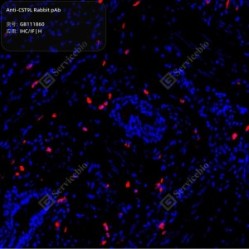 Anti-CST9L Rabbit pAb