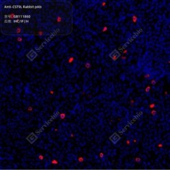 Anti-CST9L Rabbit pAb