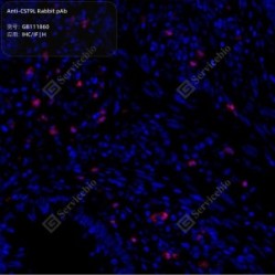 Anti-CST9L Rabbit pAb