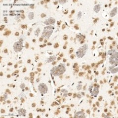 Anti-ZIP Kinase Rabbit pAb