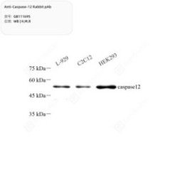 Anti-Caspase-12 Rabbit pAb