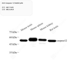 Anti-Caspase-12 Rabbit pAb