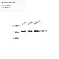 Anti-ZNHIT1 Rabbit pAb