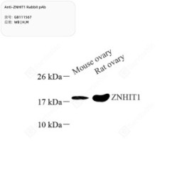 Anti-ZNHIT1 Rabbit pAb