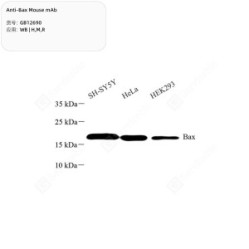 Anti-Bax Mouse mAb