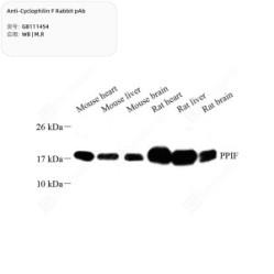 Anti-Cyclophilin F Rabbit pAb