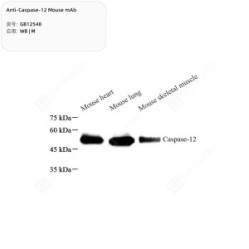 Anti-Caspase-12 Mouse mAb