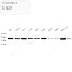 Anti-cIAP2 Rabbit pAb