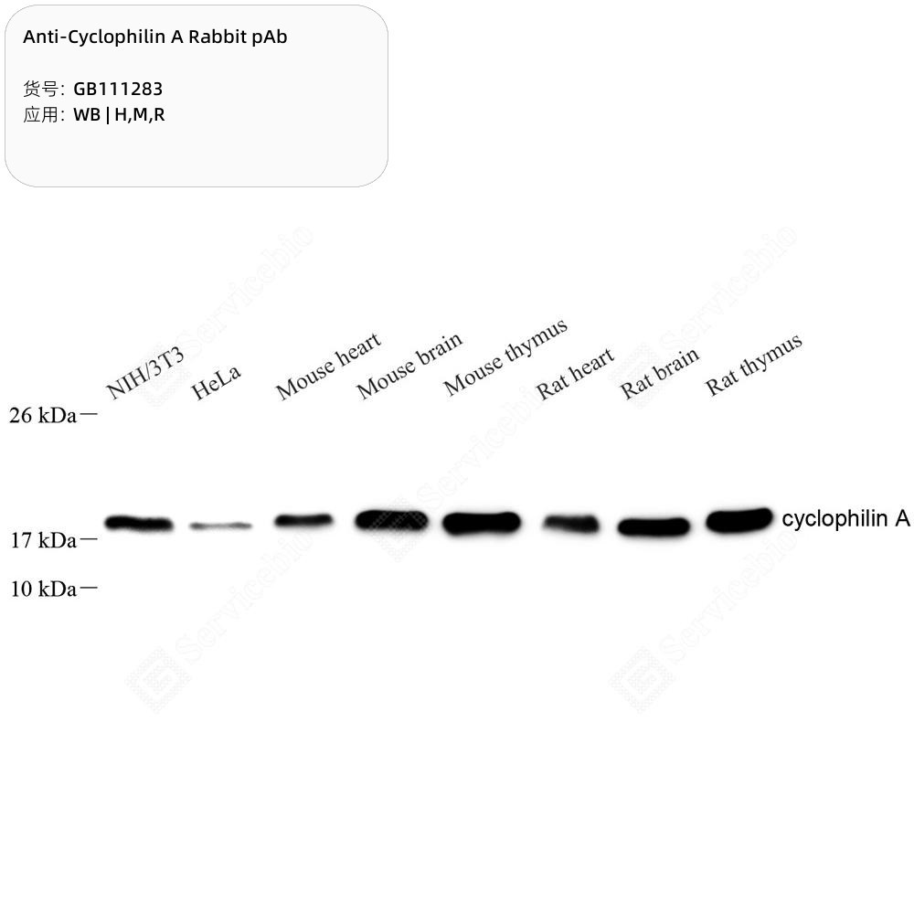Anti-Cyclophilin A Rabbit pAb