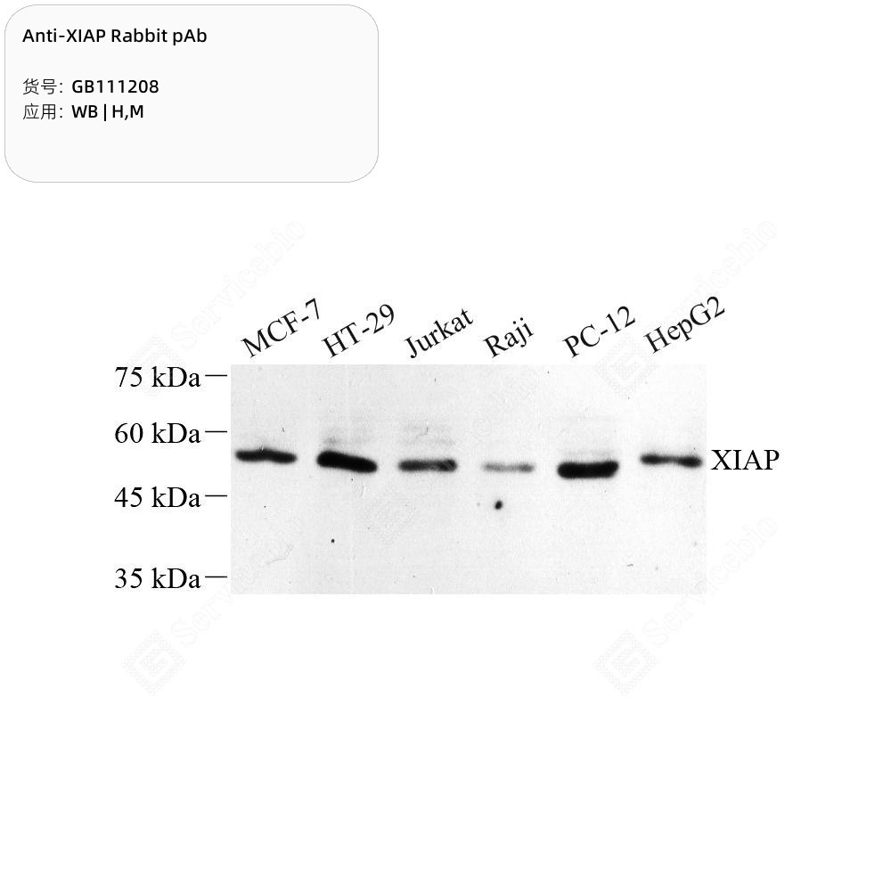 Anti-XIAP Rabbit pAb