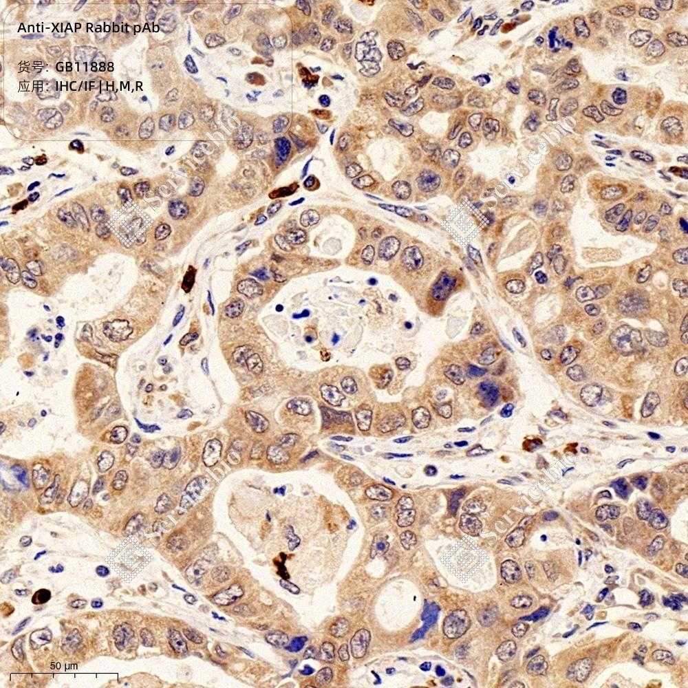 Anti-XIAP Rabbit pAb