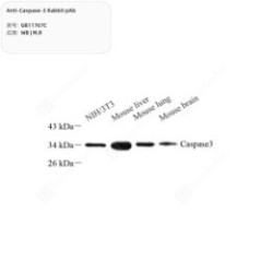 Anti-Caspase-3 Rabbit pAb