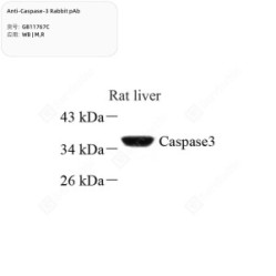 Anti-Caspase-3 Rabbit pAb
