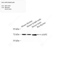 Anti-cIAP2 Rabbit pAb