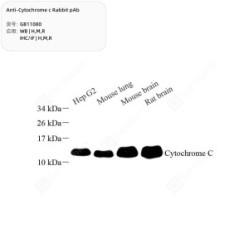Anti-Cytochrome C Rabbit pAb