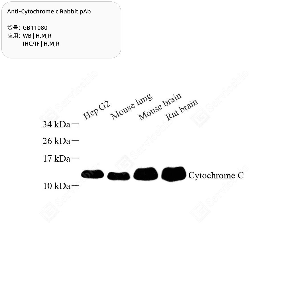 Anti-Cytochrome C Rabbit pAb