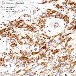 Anti-Cytochrome C Rabbit pAb
