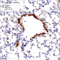 Anti-Cytochrome C Rabbit pAb