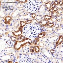Anti-Cytochrome C Rabbit pAb