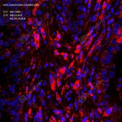 Anti-Cytochrome C Rabbit pAb