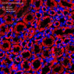 Anti-Cytochrome C Rabbit pAb