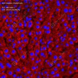 Anti-Caspase-3 Rabbit pAb