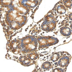 Anti-Caspase-3 Rabbit pAb