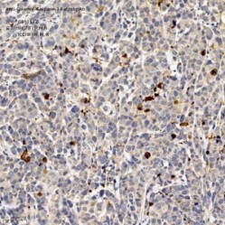 Anti-Cleaved-Caspase-3 Rabbit pAb