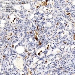 Anti-Cleaved-Caspase-3 Rabbit pAb