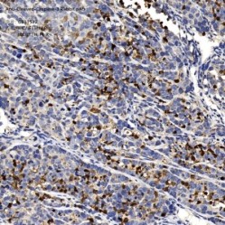 Anti-Cleaved-Caspase-3 Rabbit pAb
