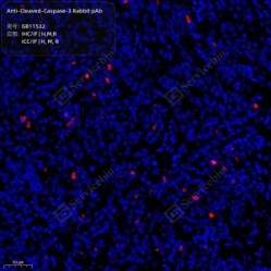 Anti-Cleaved-Caspase-3 Rabbit pAb