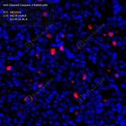 Anti-Cleaved-Caspase-3 Rabbit pAb