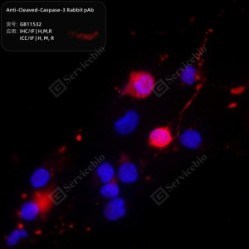 Anti-Cleaved-Caspase-3 Rabbit pAb