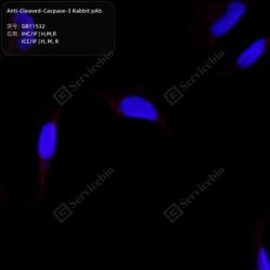 Anti-Cleaved-Caspase-3 Rabbit pAb