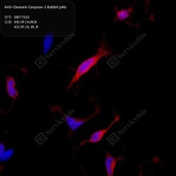 Anti-Cleaved-Caspase-3 Rabbit pAb