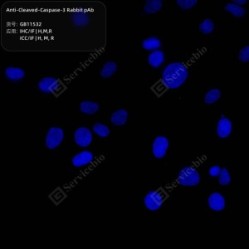 Anti-Cleaved-Caspase-3 Rabbit pAb