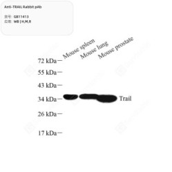Anti-TRAIL Rabbit pAb