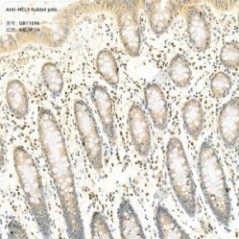 Anti-MCL1 Rabbit pAb