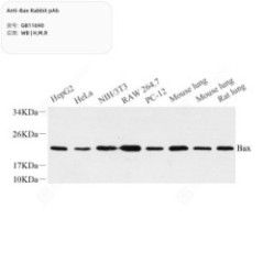 Anti-Bax Rabbit pAb