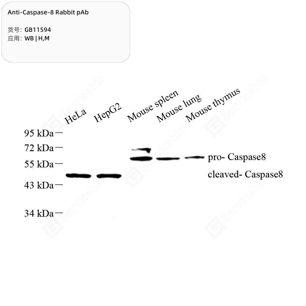 Anti-Caspase-8 Rabbit pAb