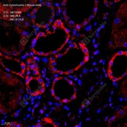 Anti-Cytochrome c Mouse mAb