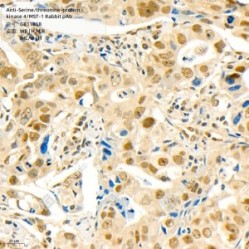 Anti-Serine/threonine-protein kinase 4/MST-1 Rabbit pAb