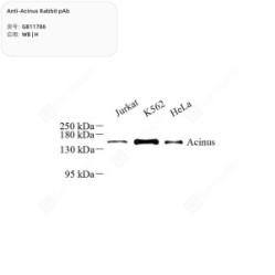 Anti-Acinus Rabbit pAb