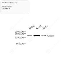 Anti-Acinus Rabbit pAb